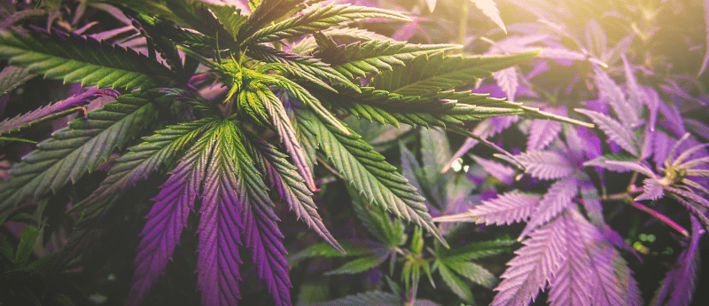 Photo of purple and green leaves of medicinal cannabis plant